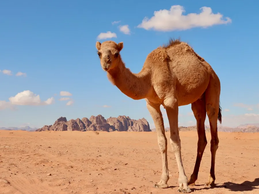 Ilustrasi mimpi onta — a camel standing in the middle of a desert