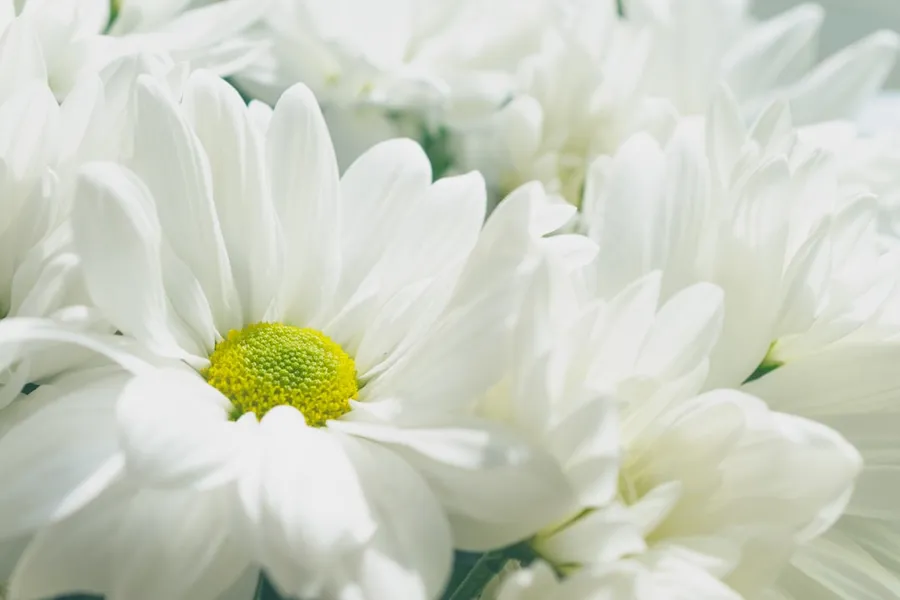 Ilustrasi mimpi orang meninggal — white petaled flowers