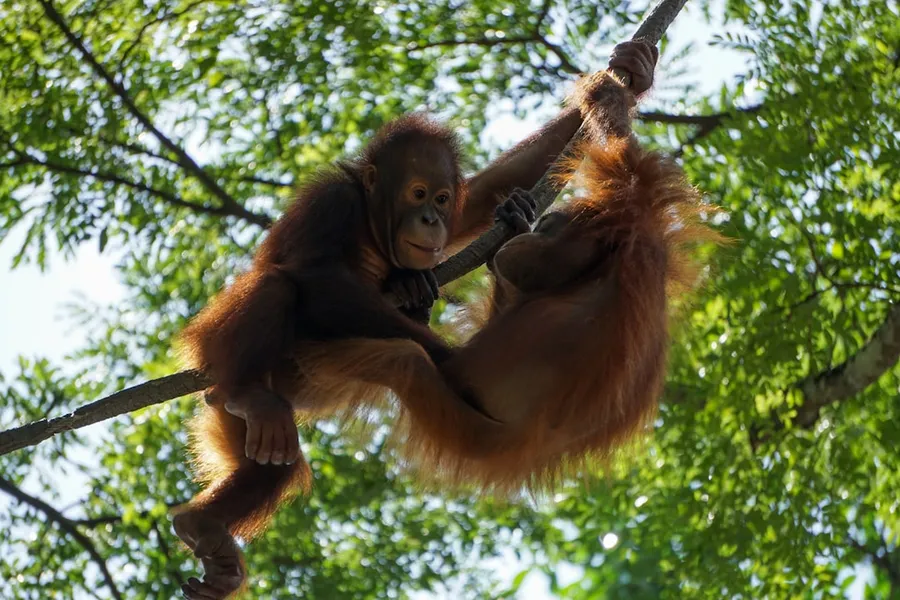 Ilustrasi mimpi orang utan — two brown monkeys on tree branch during daytime