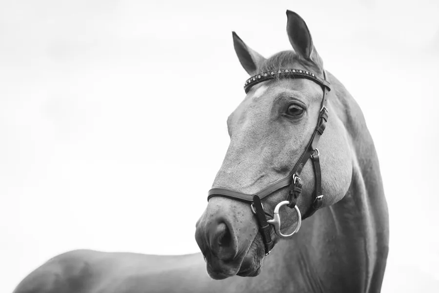 Ilustrasi mimpi pacuan kuda — gray scale photo of horse