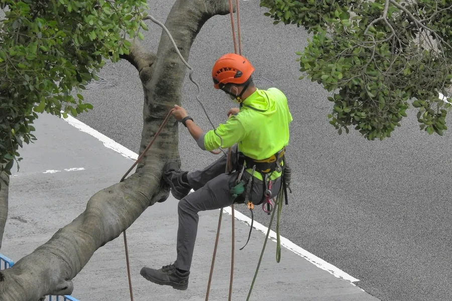 Ilustrasi mimpi panjat pohon — a person climbing a tree