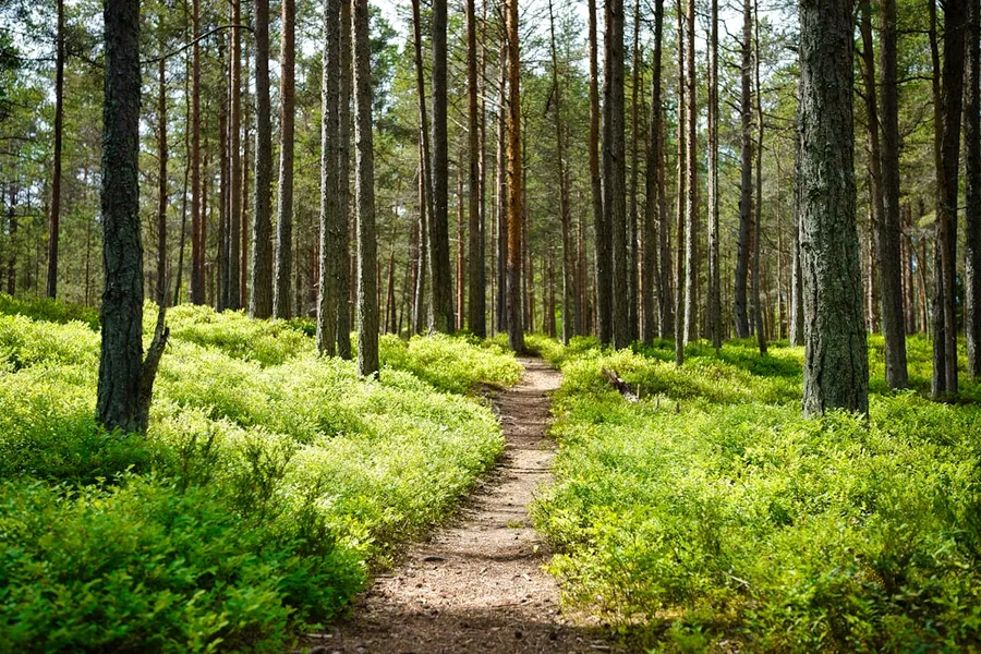 Ilustrasi mimpi pencari jejak — brown dirt road between green grass and trees during daytime