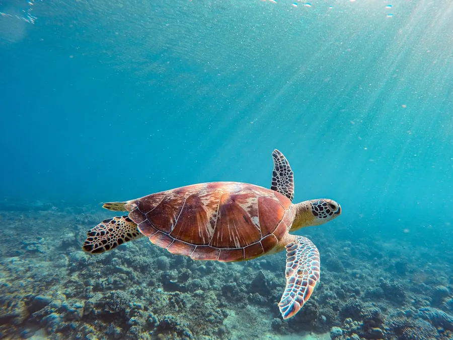 Ilustrasi mimpi penyu — a sea turtle swimming in the ocean