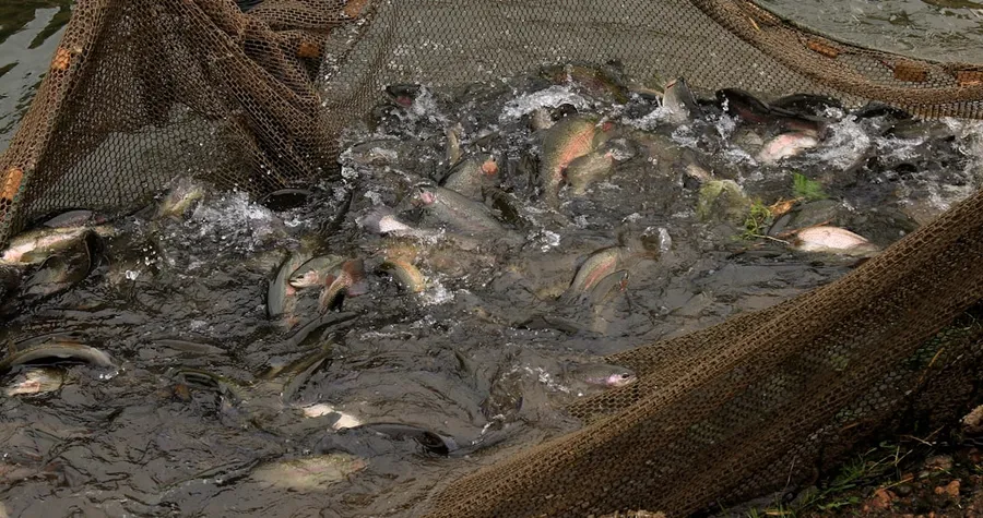 Ilustrasi mimpi perangkap ikan — a bunch of fish that are in some water