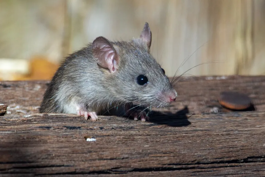 Ilustrasi mimpi perangkap tikus — a rat sitting on a piece of wood