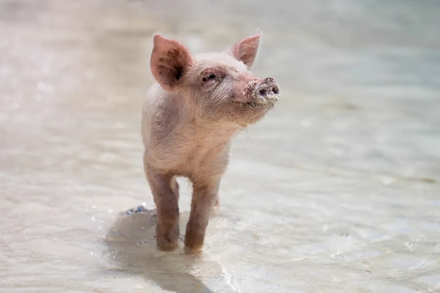 Ilustrasi mimpi piara babi — pink piglet