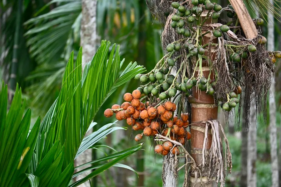 Ilustrasi mimpi pinang — A bunch of fruit hanging from a palm tree