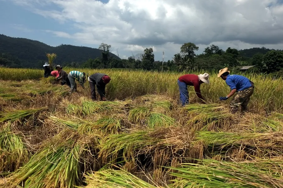 Ilustrasi mimpi potong padi — people walking on green grass field during daytime