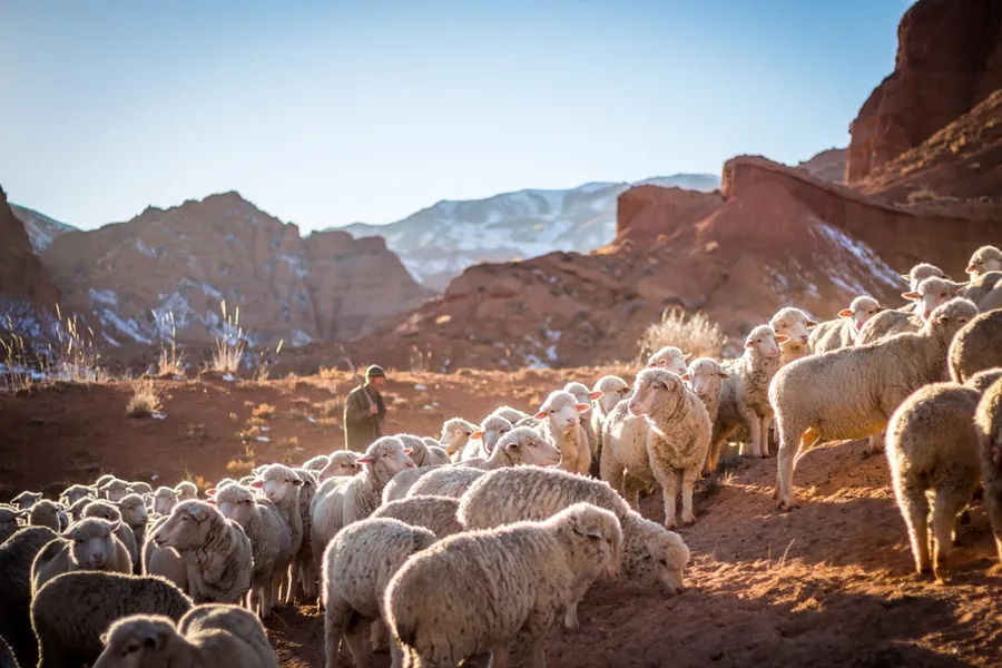 Ilustrasi mimpi qurban — photo of herd of sheep