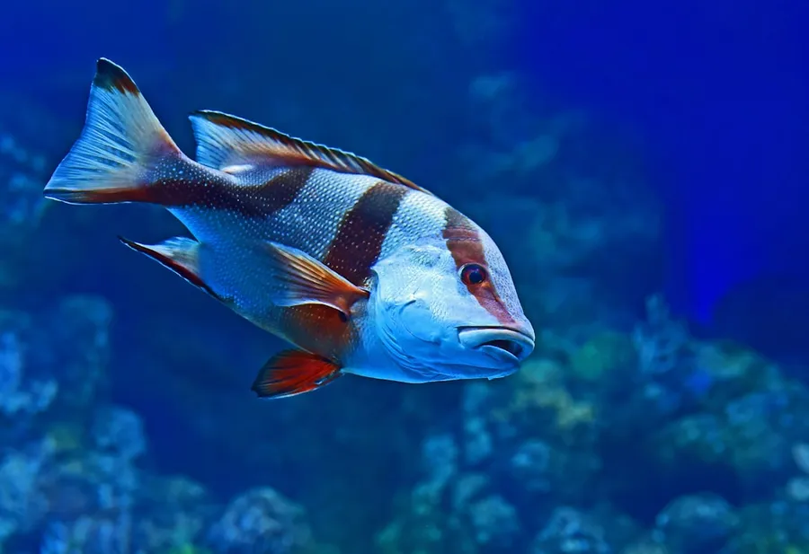 Ilustrasi mimpi raja laut — blue and red fish