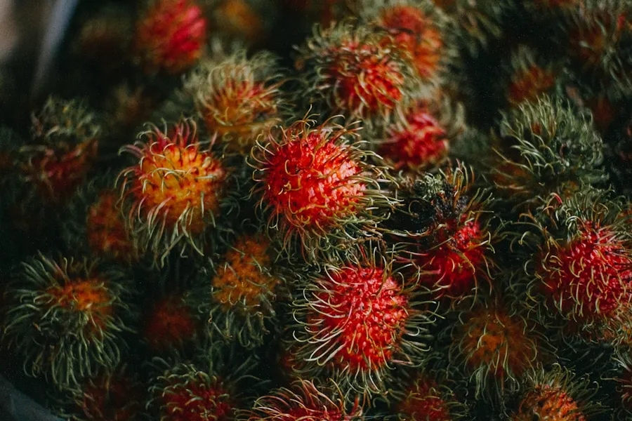 Ilustrasi mimpi rambutan — a close up of a bunch of red and yellow flowers