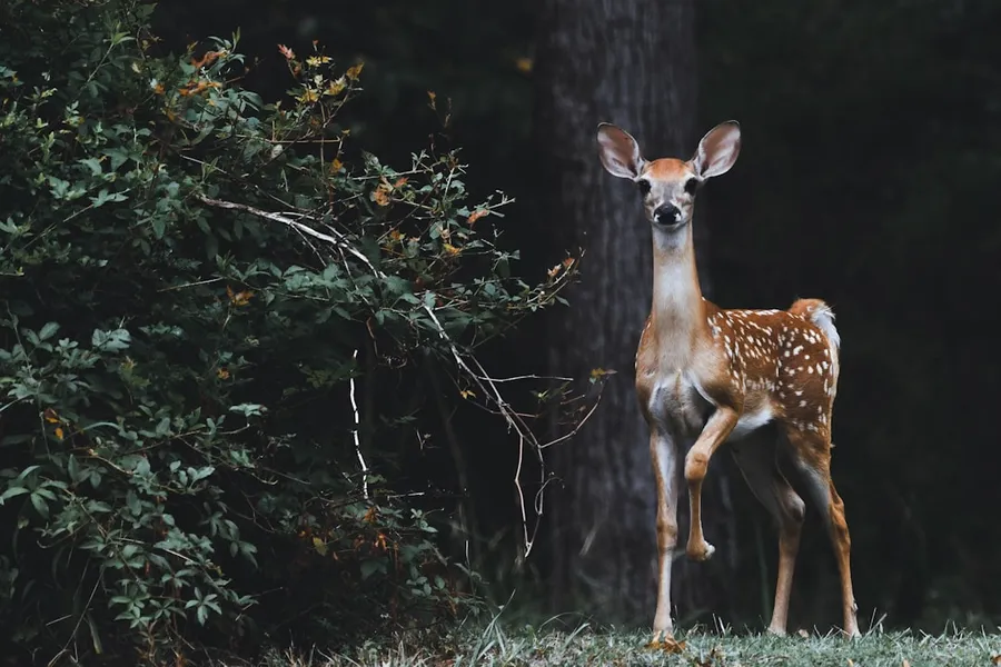 Ilustrasi mimpi rusa — brown deer beside plants
