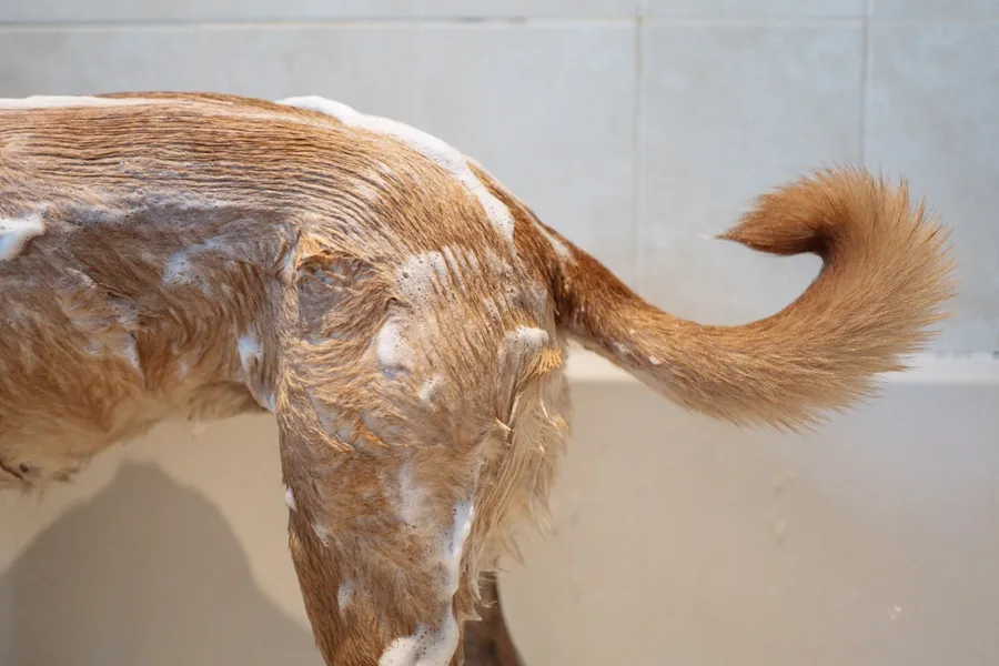Ilustrasi mimpi sabun anjing — a brown dog standing next to a bath tub filled with water