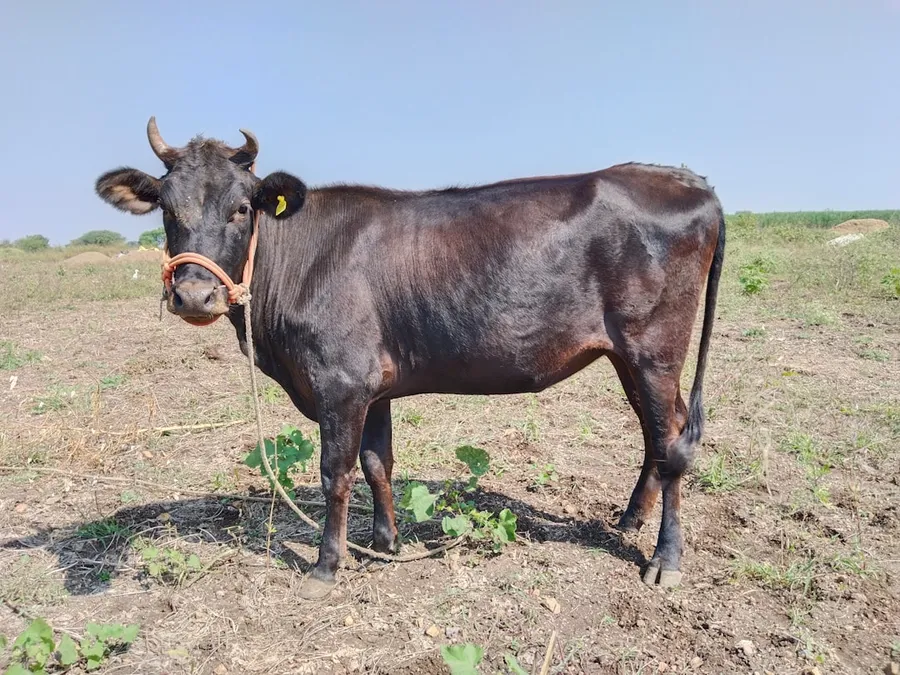 Ilustrasi mimpi sapi hitam — a cow standing in a field