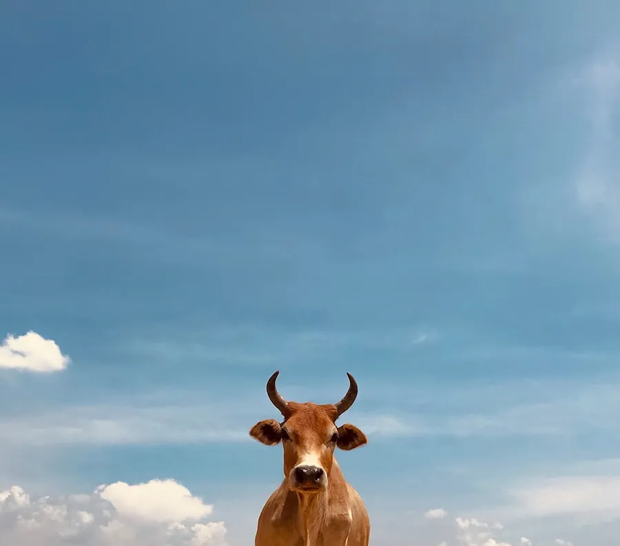 Ilustrasi mimpi sapi kuning — brown cow under blue sky during daytime