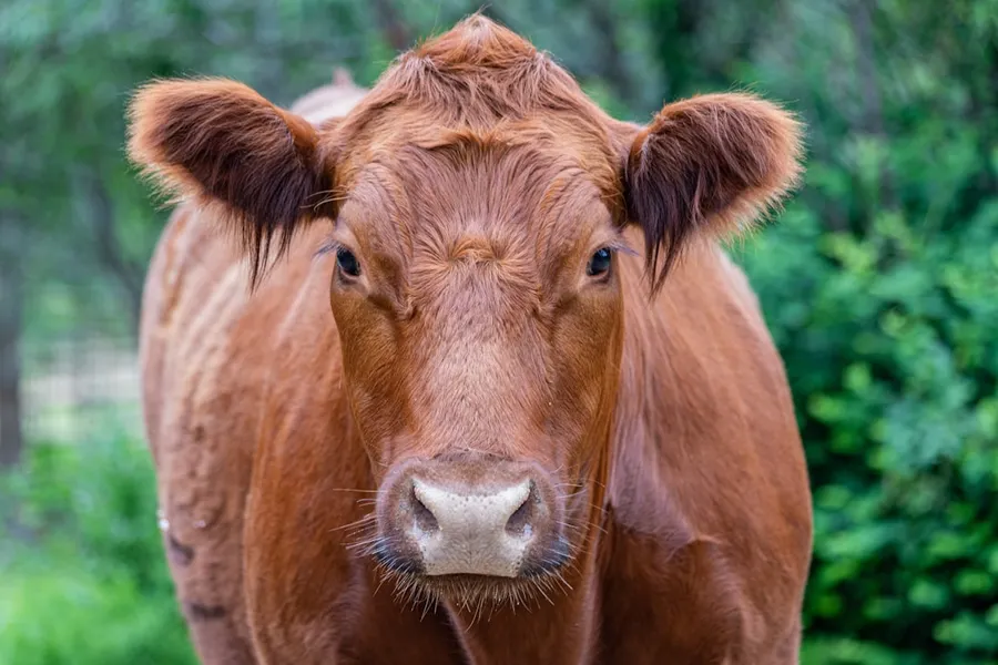 Ilustrasi mimpi sapi merah — a brown cow with a white nose