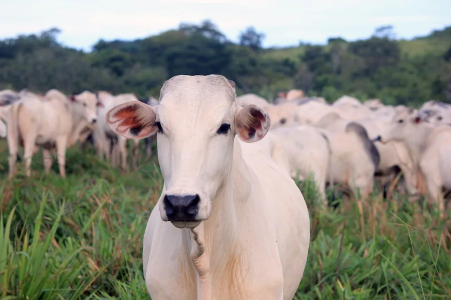 Ilustrasi mimpi sapi putih — white and gray cattle on green field