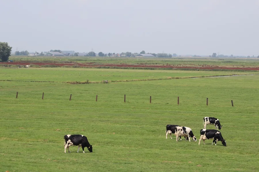 Ilustrasi mimpi sapi — cows eating grasses