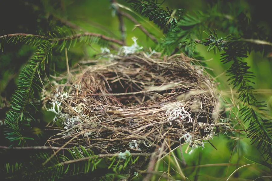 Ilustrasi mimpi sarang burung — brown bird nest on tree branch