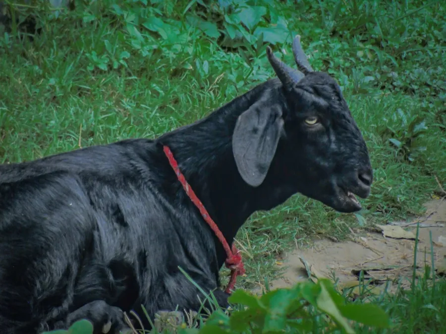 Ilustrasi mimpi sate kambing — a black goat with a red leash