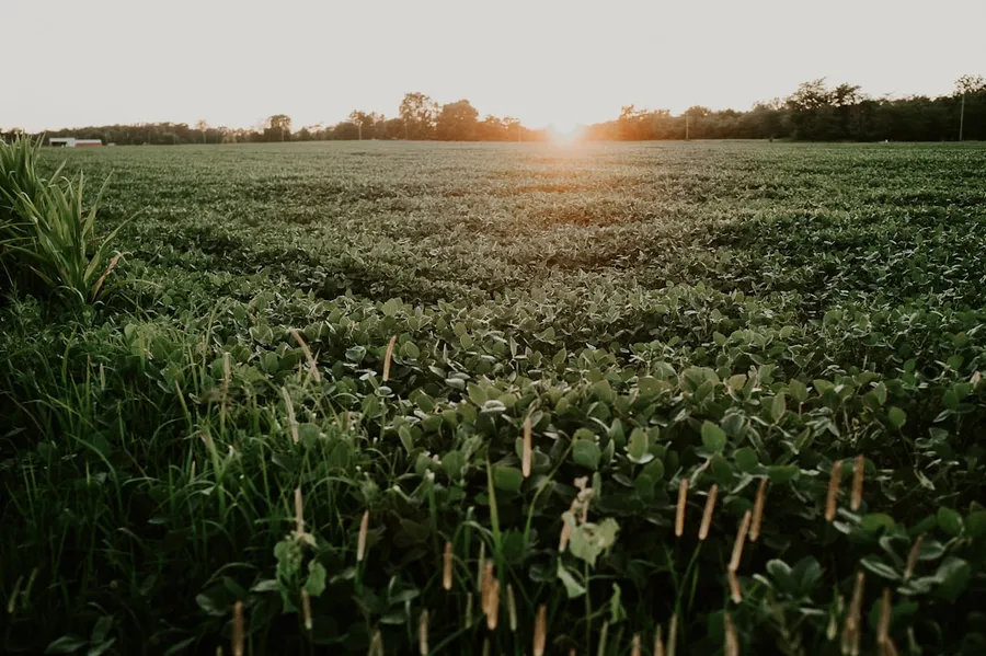 Ilustrasi mimpi sate padang — plant field under white sky