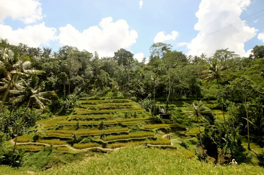 Ilustrasi mimpi sawah — a lush green hillside covered in lots of trees