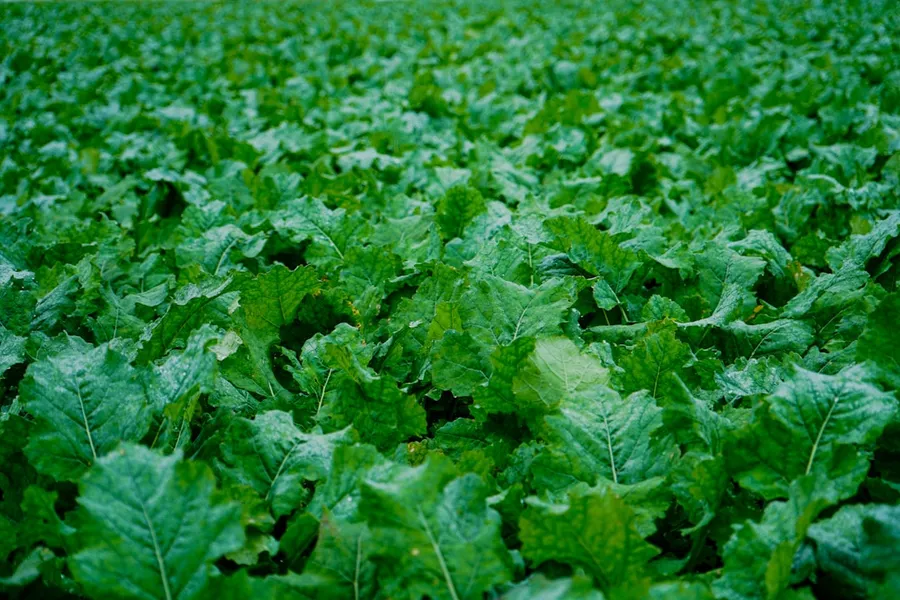 Ilustrasi mimpi sawi — a large group of green plants