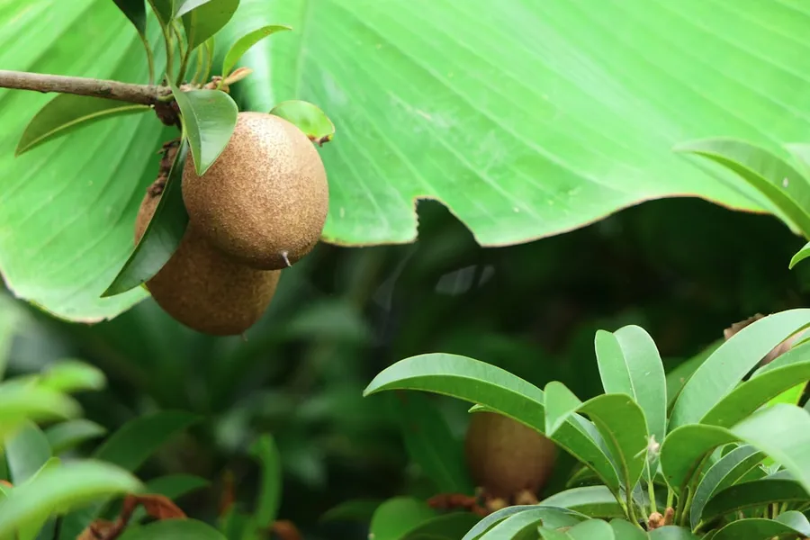 Ilustrasi mimpi sawo — round brown fruit