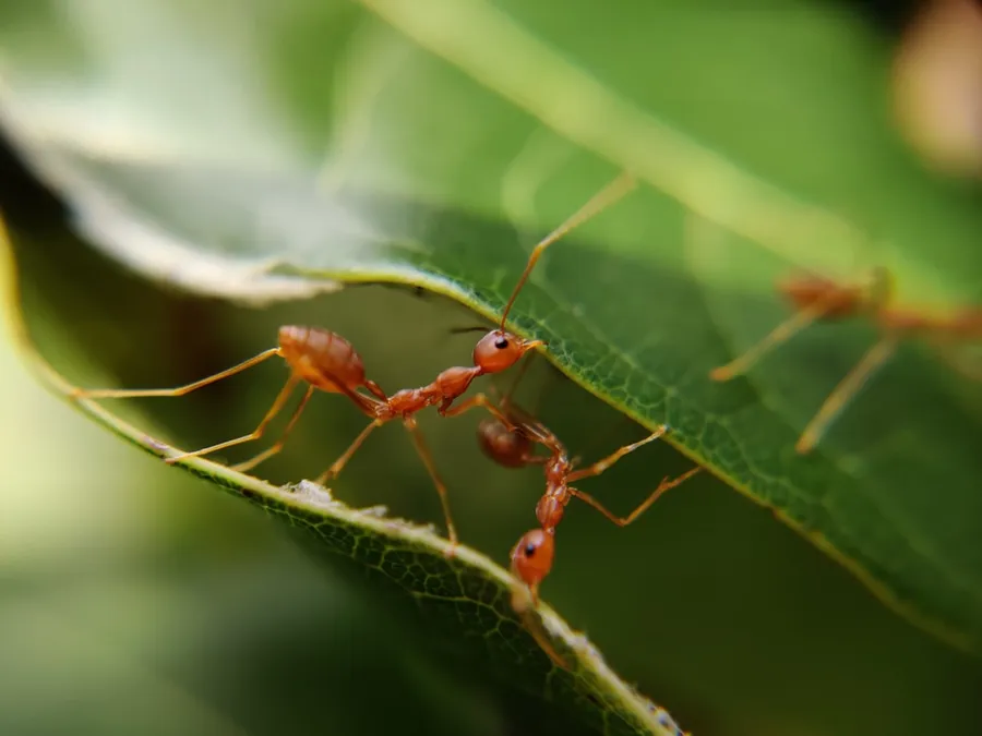Ilustrasi mimpi semut merah — macro photography of red ants