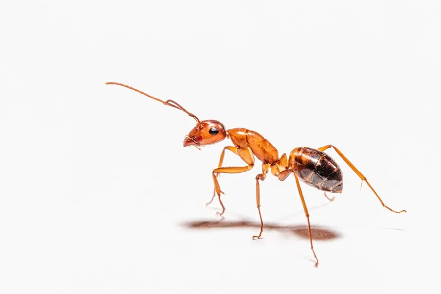Ilustrasi mimpi semut — brown ant on white surface