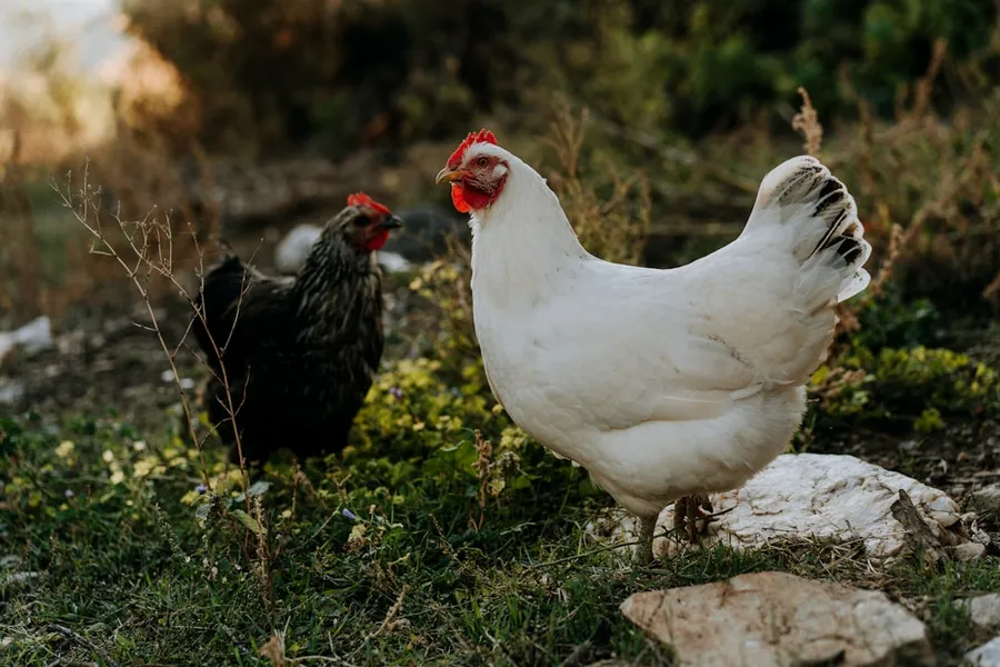 Ilustrasi mimpi sepasang ayam — two black and white chickens