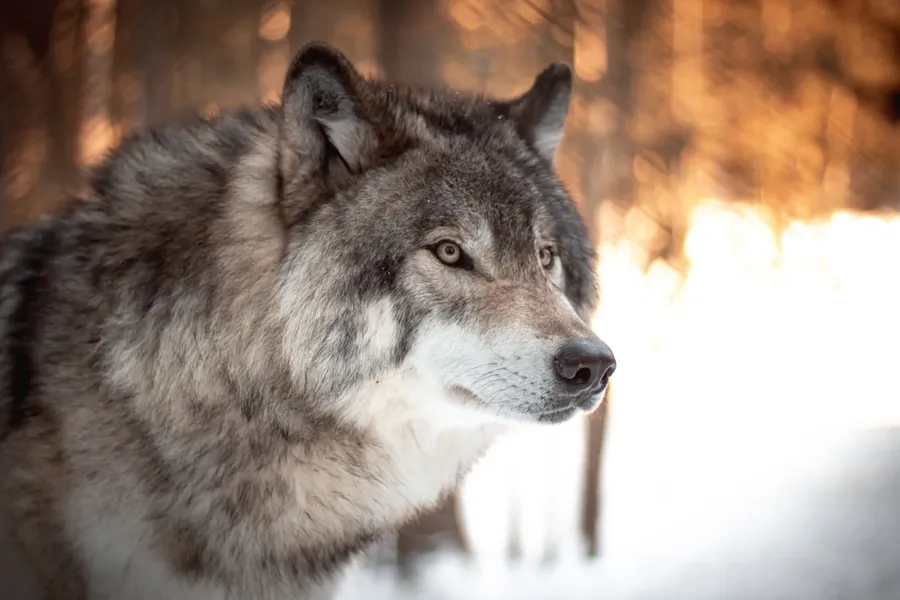 Ilustrasi mimpi serigala — white and black wolf in tilt shift lens