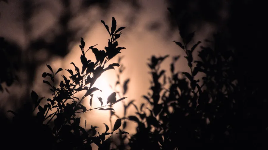 Ilustrasi mimpi setan gantung — a silhouette of a tree with the sun behind it