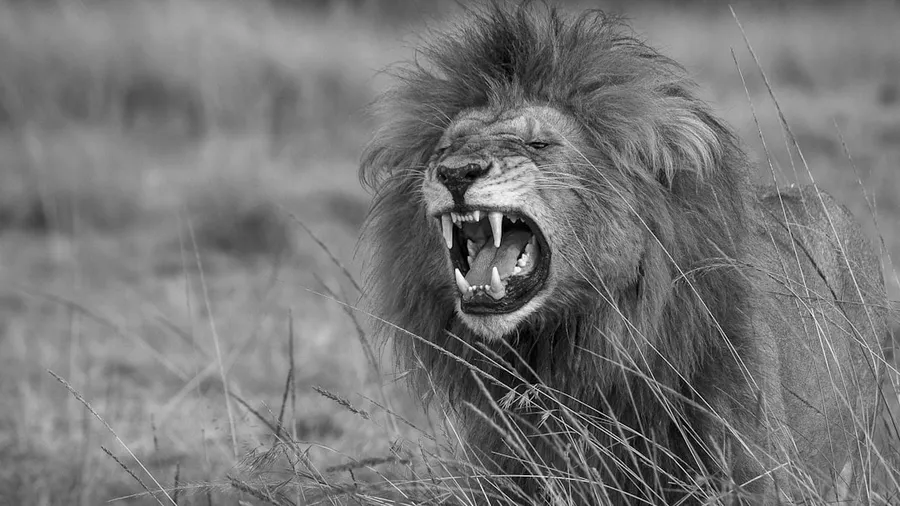 Ilustrasi mimpi singa hitam — a lion with its mouth open