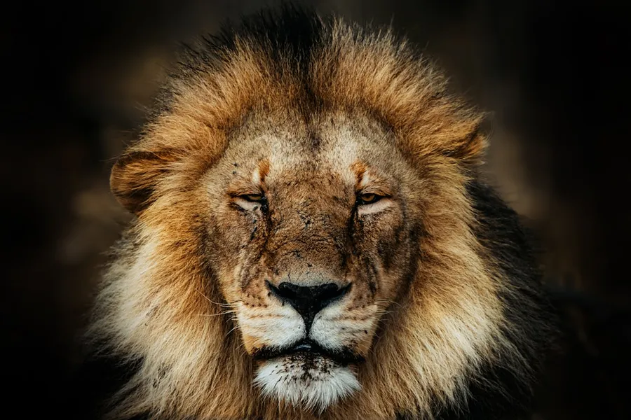 Ilustrasi mimpi singa — A majestic lion stares directly ahead with closed eyes.