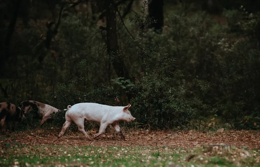 Ilustrasi mimpi tangkap babi — white pig walking on grass field