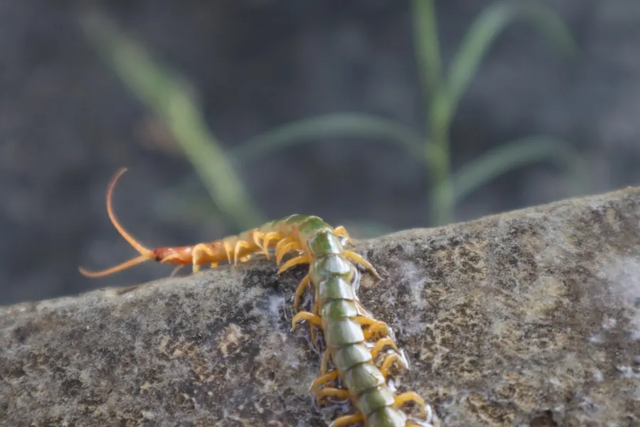 Ilustrasi mimpi tangkap kelabang — a close up of a caterpillar on a rock
