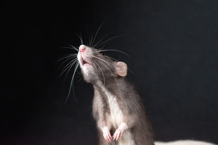 Ilustrasi mimpi tangkap tikus — A rat standing on its hind legs looking up