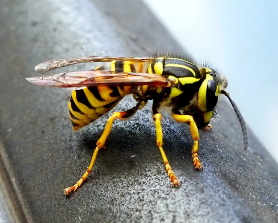 Ilustrasi mimpi tawon — a close up of a bee