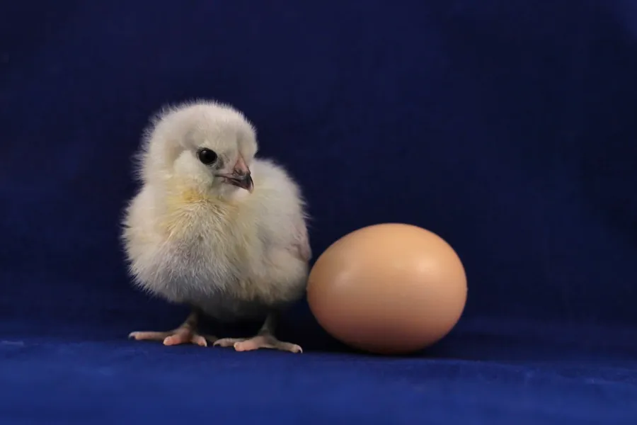 Ilustrasi mimpi telur ayam — yellow chick on blue textile