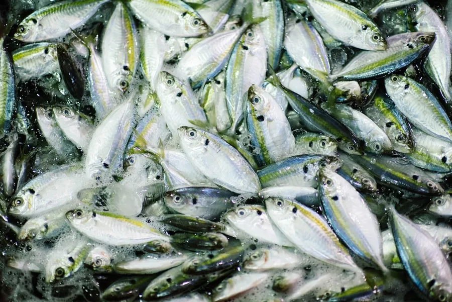 Ilustrasi mimpi telur ikan — silver fish