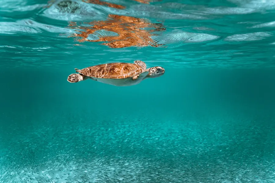 Ilustrasi mimpi telur penyu — brown and white turtle in water
