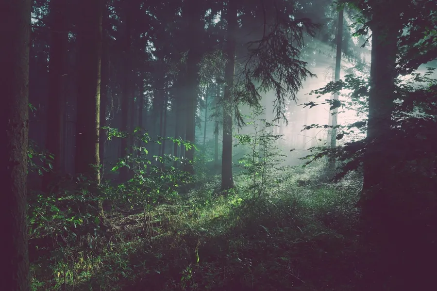 Ilustrasi mimpi tersesat di hutan — trees on forest with sun rays