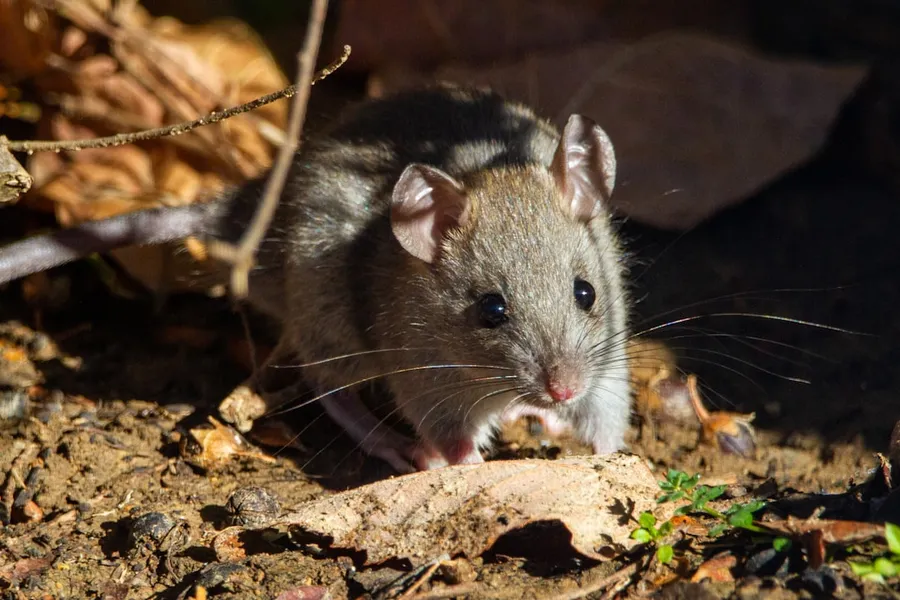 Ilustrasi mimpi tikus makan — brown rodent on brown dried leaves