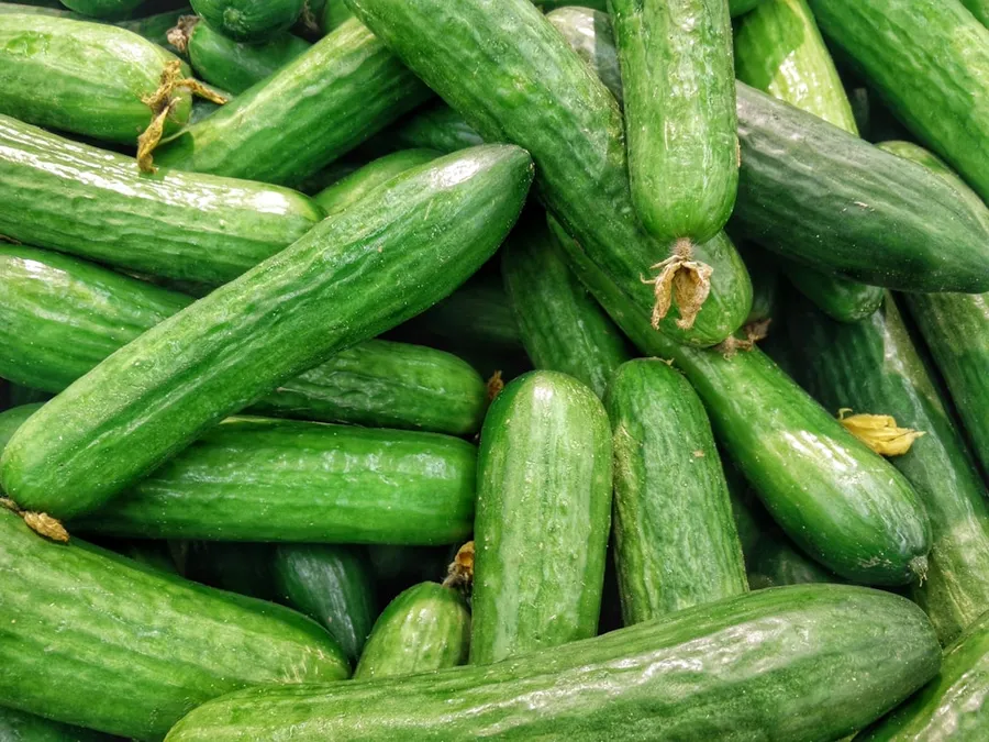 Ilustrasi mimpi timun — cucumber lot