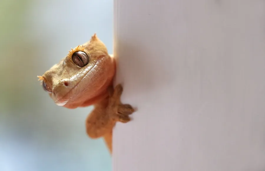 Ilustrasi mimpi tokek — a small lizard is peeking out from behind a wall