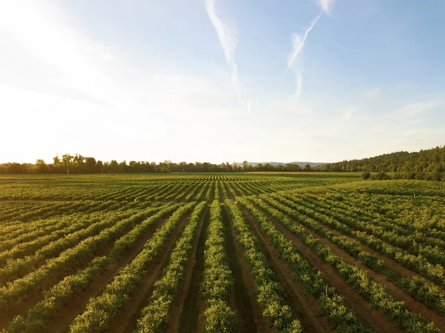 Ilustrasi mimpi tuan tanah — rows of green crops in field at sunset