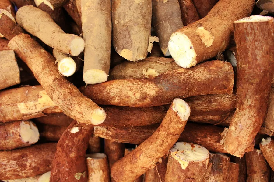 Ilustrasi mimpi ubi kayu — Pile of raw cassava roots