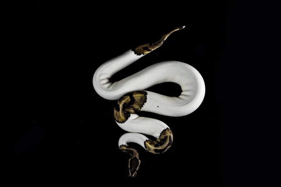 Ilustrasi mimpi ular putih — white and brown snake on black background
