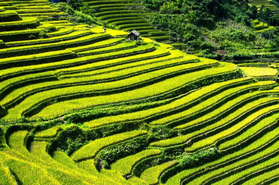Ilustrasi mimpi ular sawah — rice terraces, rice fields, terraced fields, mu cang chai, yen bai, vietnam, green rice, green field, rice terraces, rice fields, vietnam, vietnam, vietnam, vie